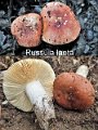 Russula laeta-amf173-1